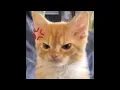 Thundercat - Them Changes 15 Minute Seamless Loop