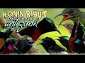 Download Lagu suara pikat burung Kolibri ninja ribut paling ampuh || pikat konin ribut paling jitu anti zonk