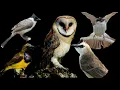 Download Lagu suara pikat burung kecil yg bandel