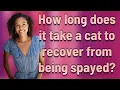 How long does it take a cat to recover from being spayed