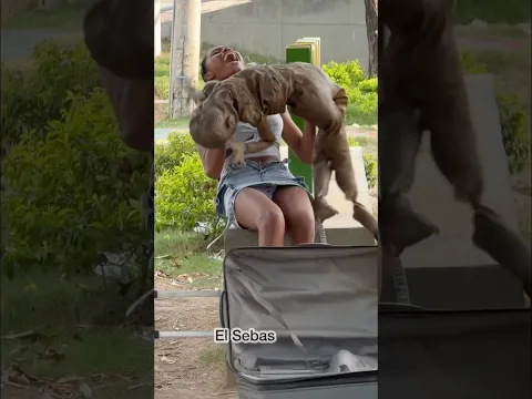 El 🧟‍♂️🤣 #trending #humor #viralshorts
