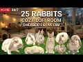 25 Rabbits Cozy Lofi Room - Live Cam for Sleep Study Relax