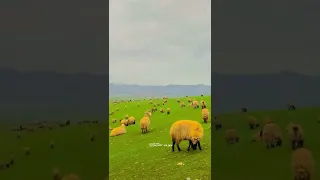 اللهم ارزقنا رزقا حلالا طيبا واسعا 