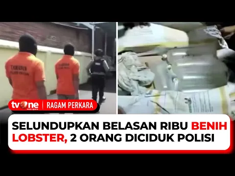 Polisi Ciduk Pelaku Penyelundupan Benih Lobster