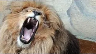 صوت أسد غاضب مخيف جدا جدا جدا دندنها
