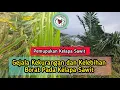 Lagu Gejala Kekurangan dan Kelebihan Borat Pada Kelapa Sawit