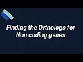 Finding the orthologs for Non coding genes