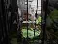 Buying 100 of ILLEGAL Animals From Bangkok Market