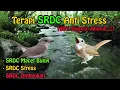 Download Lagu TERAPI SRDC MACET BUNYI DENGAN PANCINGAN SUARA AIR...!!