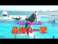 Download Lagu ラビーちゃんの最後の一撃‼　＃鴨川シーワールド　＃シャチ