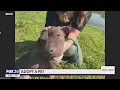 Adopt-A-Pet Louise