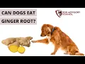 Can Dogs Eat Ginger Root Raw Dried or Cooked