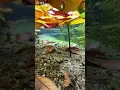 Chinese Natural