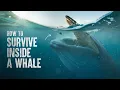 How to Survive Getting Swallowed By a Whale