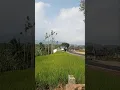 Download Lagu Suasana siang bikin betah di jalan desa arah ke curug jami ciamis