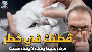 Cold And Flu In Cats Treatment Of Cold In Cats 