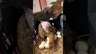 Eggs بيض الدجاج 