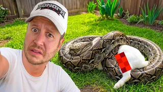 Asi Se Alimenta la Serpiente Mas Grande del Mundo!!! - Piton Reticulada