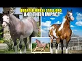 TOP STALLIONS SHAPING THE QUARTER HORSE WORLD
