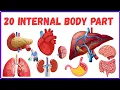20 Internal Body Parts Names in English for Kids Human Body Organs Kids Learning Lab TV