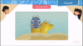 تغذية الاسفنج 