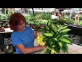 We Gift Wrap Plants