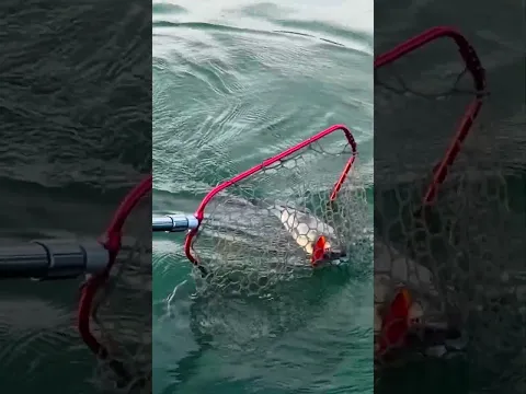 3..2..1… EXPLOSIVE Topwater Strike Was INSANE! 🔥