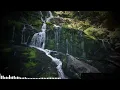 Silver Panda - We Call This Acid