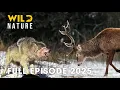 Download Lagu Wild Animals | CARPATHIAN PREDATORS - How Apex Hunters Thrive in Silence | Wild Nature