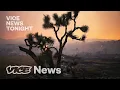 Joshua Trees Are Being Wiped Out by Climate Change Can They Be Saved