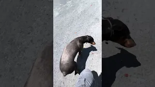 #fyp #dream #doberman #pets #youtube