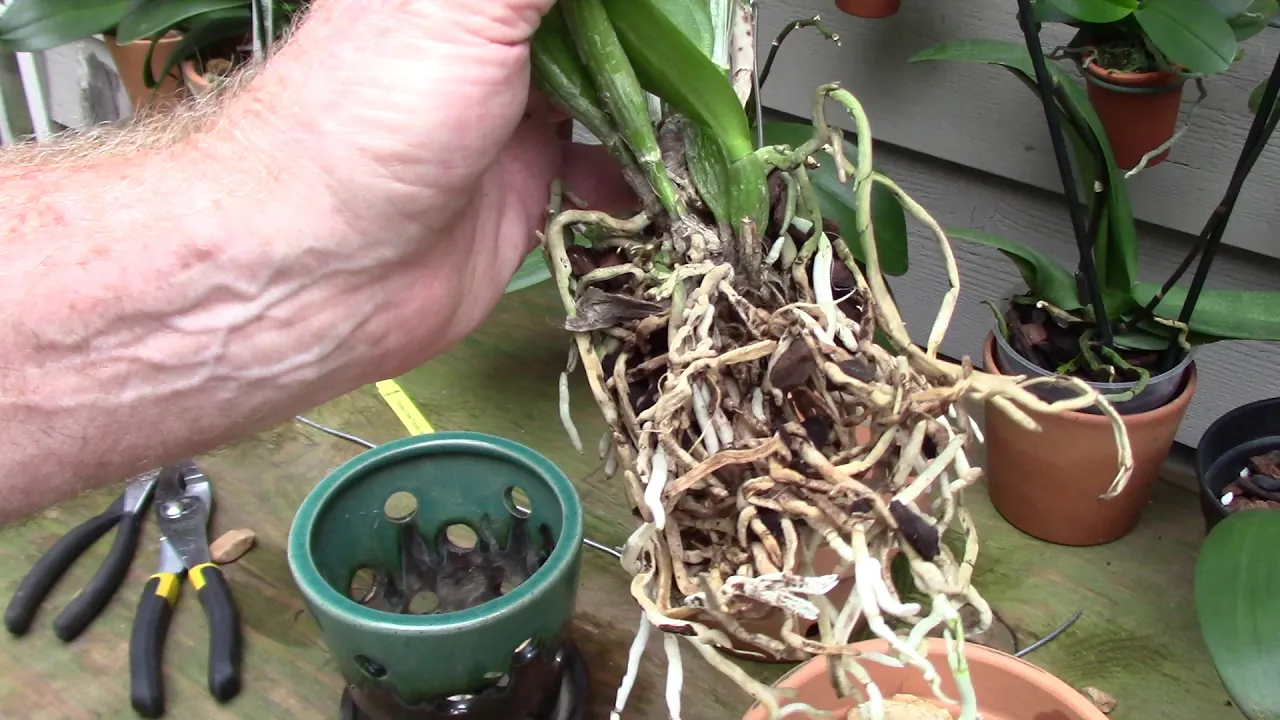 ORCHIDS....GLAZED POT...REMOVAL AND RE POT