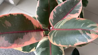 COMO CUIDAR DE FÍCUS ELÁSTICA 
floresta urbana