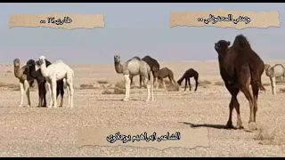 الشاعر إبراهيم بوجلاوي   شايلينك ونتي إلي شياله الدنيا قديمه كل يوم بحاله   وصفي المحفوظي دندنها
