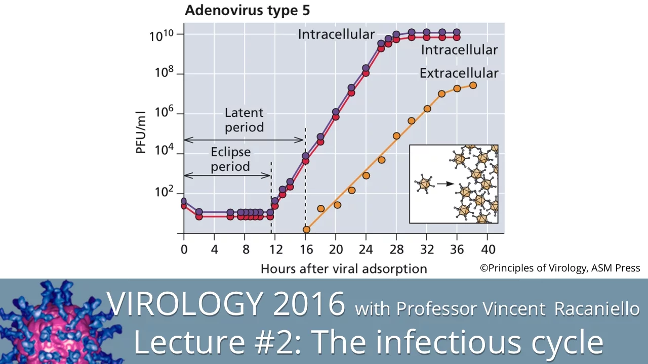 Virology Lectures 2016 #2: The Infectious Cycle