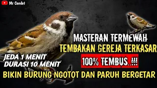 masteran termewah tembakan gereja terkasar tembus 