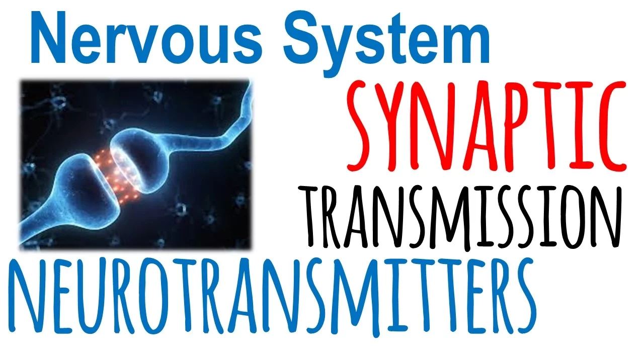 Synaptic transmission and neurotransmitters