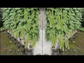 Lagu cara menanam buncis di galon dari benih sampai panen ( organik ) || how to grow chickpeas in gallons