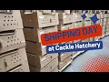 Getting Set Up for Shipping Day at Cackle Hatchery