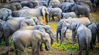 Hundreds Of Wild Elephants Descend On Fruit Farm