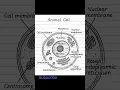Animal Cell Diagram with Labels Easy Class 9 Biology Hand-drawn