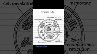 Animal Cell Diagram with Labels Easy Class 9 Biology Hand-drawn