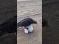 Download Lagu Baaz ne Kabutar ka Shikar kya 😢#shorts #birds #pigeon#pets #kabutar #trending #pigeonpigeon