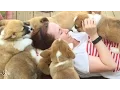 CORGI ATTACK Girl Bombarded By Corgi Puppies The Dodo
