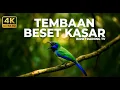 Download Lagu Cucak Cungkok Super Gacor Beset Kasar Relaxing Bird Sounds Therapy | Bird Training Tv