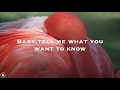 Faye Webster - Kingston (Lyrics)