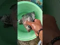 Download Lagu pandi paraka chapalu#Fishes#Jagadeeshmultitech#BJ9#video
