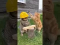 Lagu 😂 Builder Cat Loses It After Too Many Hammer Hits 🔨😸