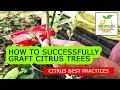 Download Lagu How To Successfully Graft Citrus Trees With Madison Citrus Nursery