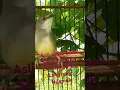 Download Lagu Ciblek gacor suara asli hutan #cibleksemi #burung #masteranmuraibatufullisian